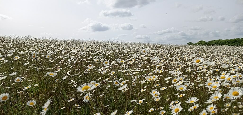 Marguerites